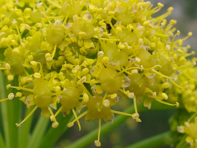 Ferula communis