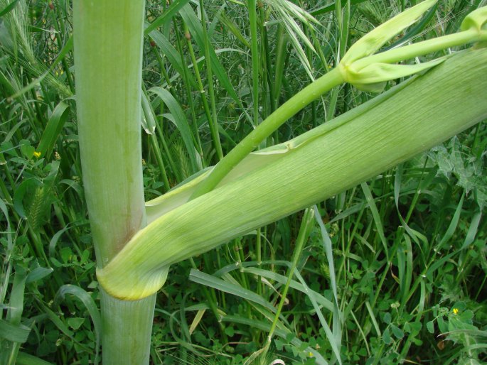 Ferula communis