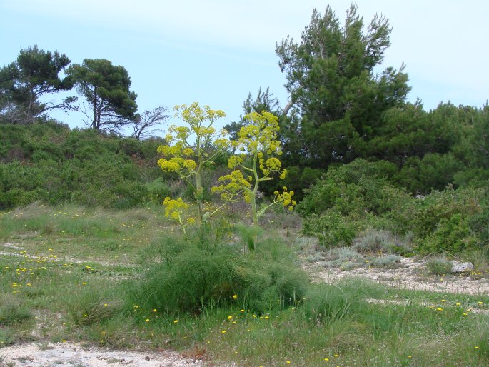 Ferula communis