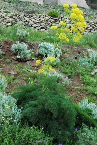 Ferula lancerottensis