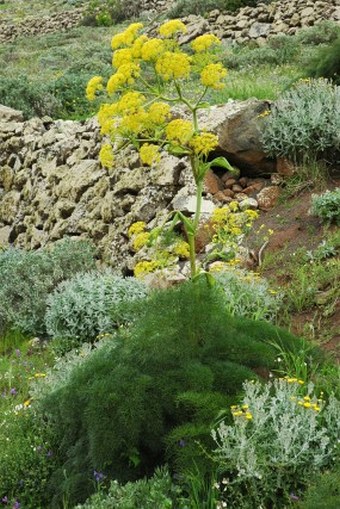 Ferula lancerottensis