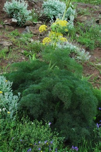 Ferula lancerottensis