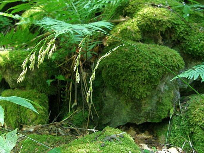 FESTUCA ALTISSIMA All. – kostřava lesní / kostrava lesná