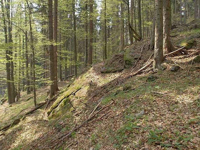 Festuca altissima