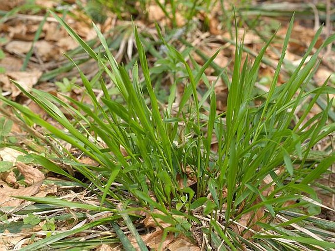 Festuca altissima