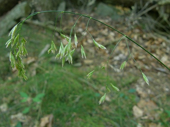 Festuca altissima