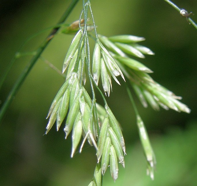 Festuca altissima