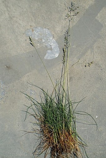 Festuca brevipila