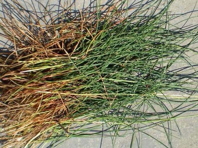 Festuca brevipila