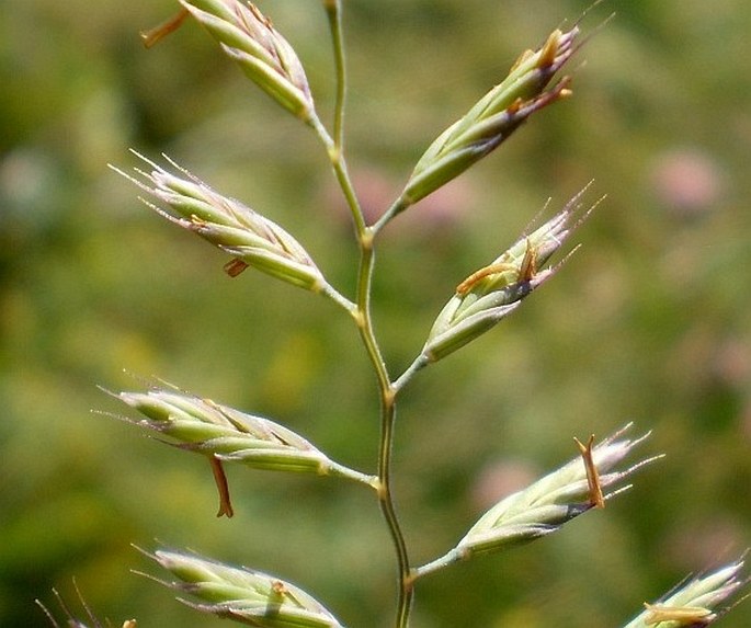 FESTUCA BREVIPILA Tracey – kostřava drsnolistá / kostrava tuhá