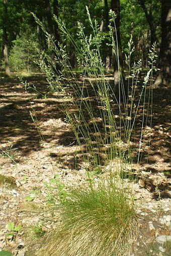 Festuca ovina