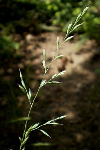 Festuca ovina