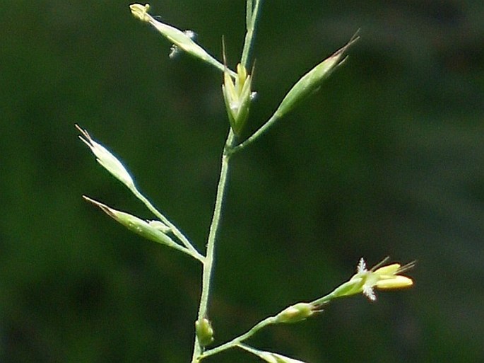 FESTUCA OVINA L. – kostřava ovčí / kostrava ovčia