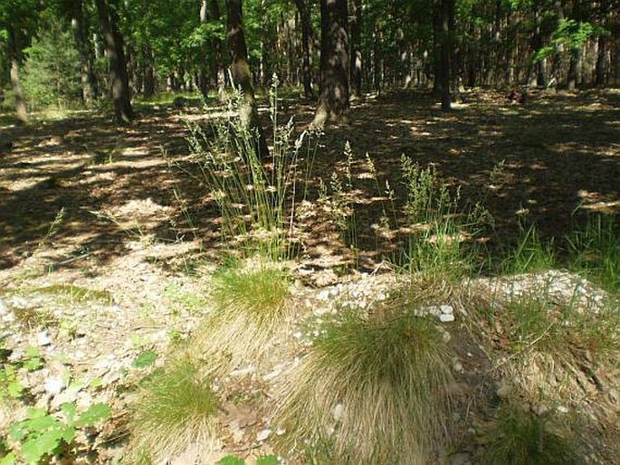 Festuca ovina