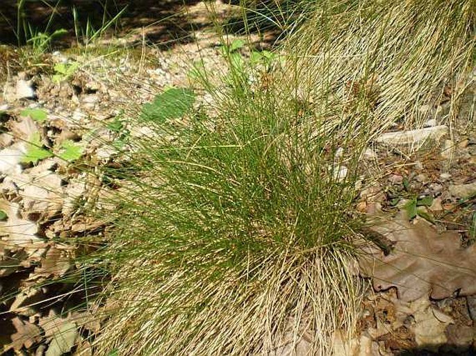 Festuca ovina