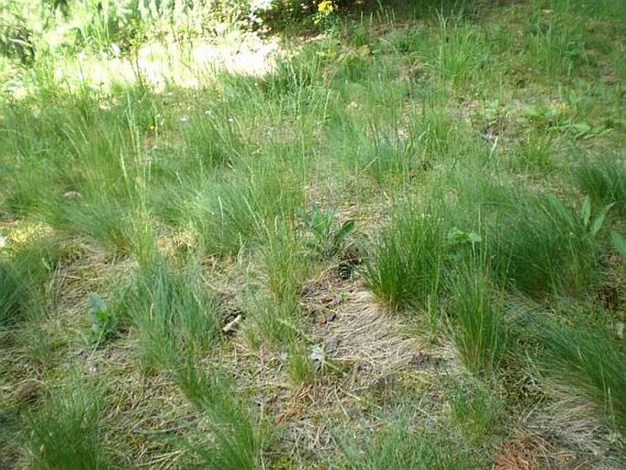 Festuca ovina