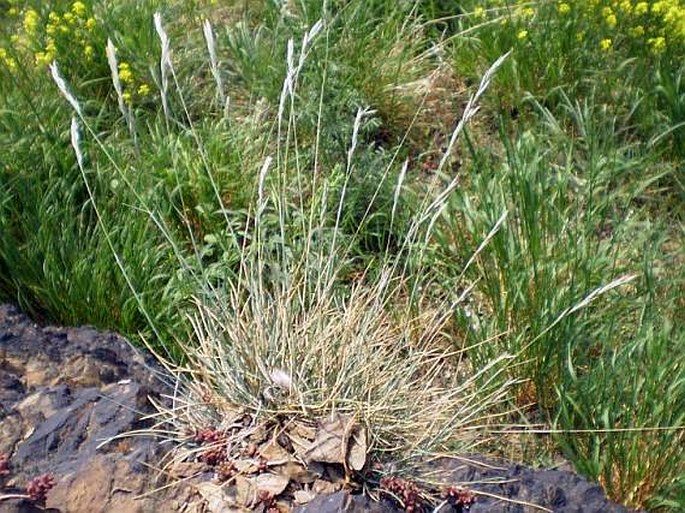 Festuca pallens