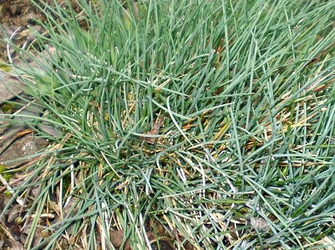 Festuca pallens