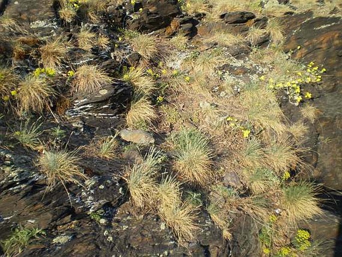 Festuca pallens