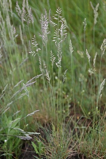 Festuca pseudovina