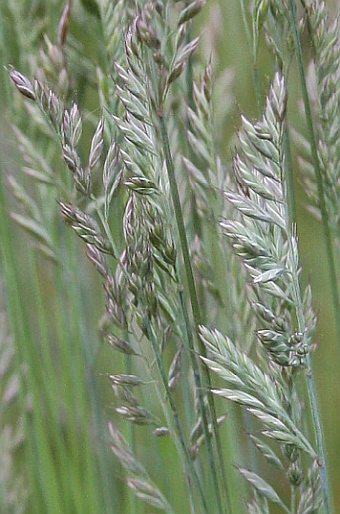 Festuca pseudovina