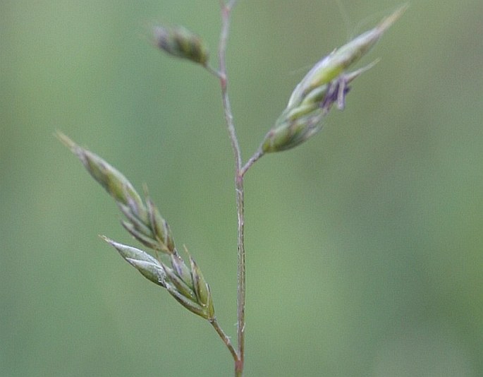 Festuca pulchra