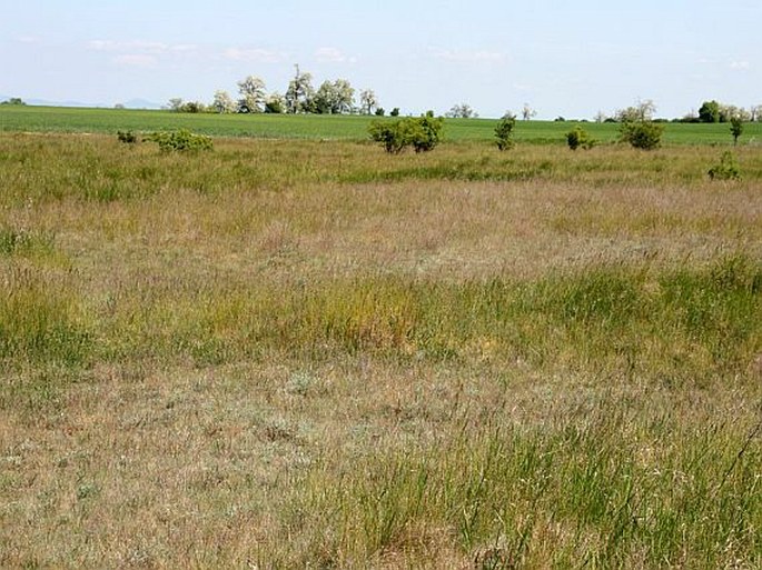 Festuca pseudovina