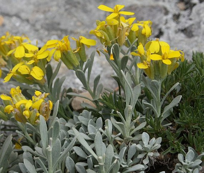 Fibigia triquetra