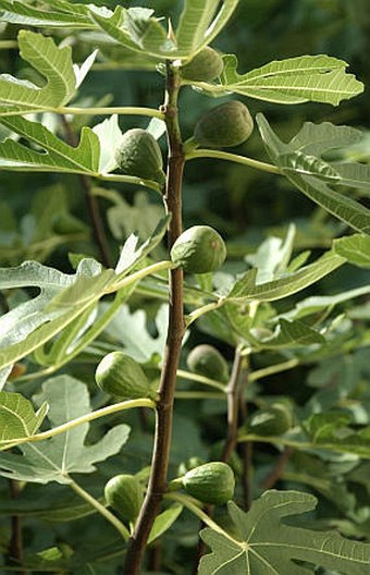 Ficus carica