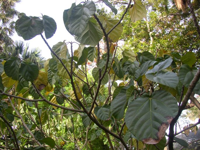 Ficus auriculata