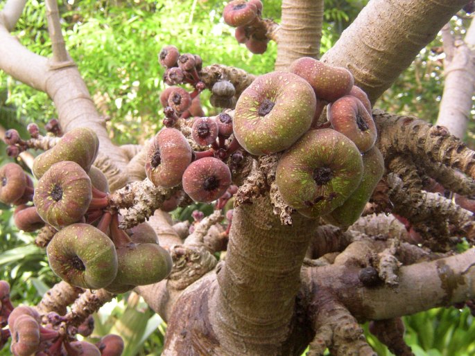 Ficus auriculata