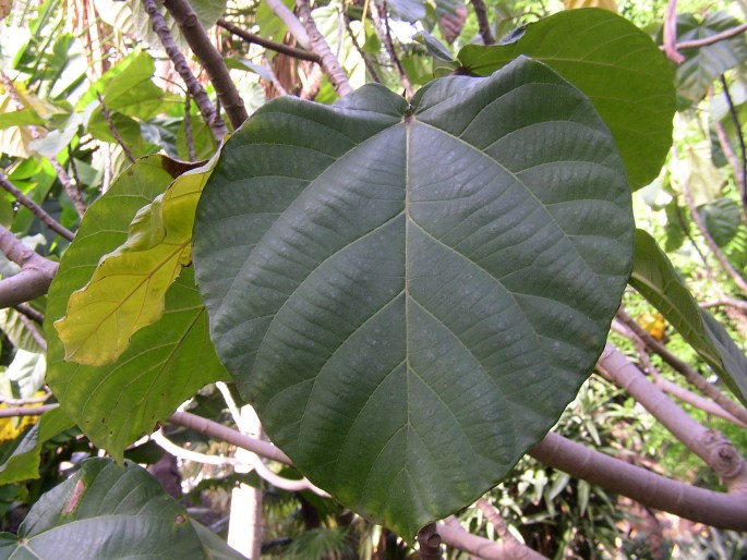 Ficus auriculata