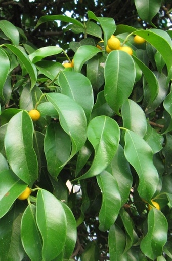 Ficus benjamina