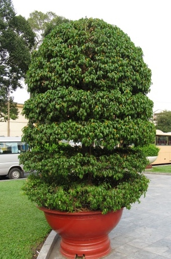 Ficus benjamina