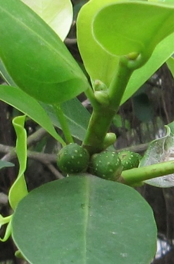 Ficus benjamina