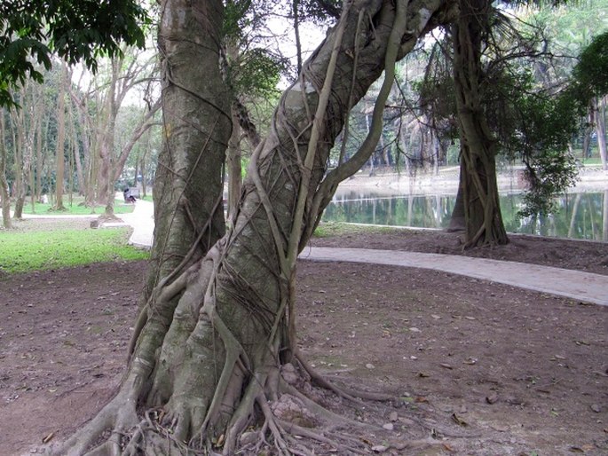 Ficus benjamina