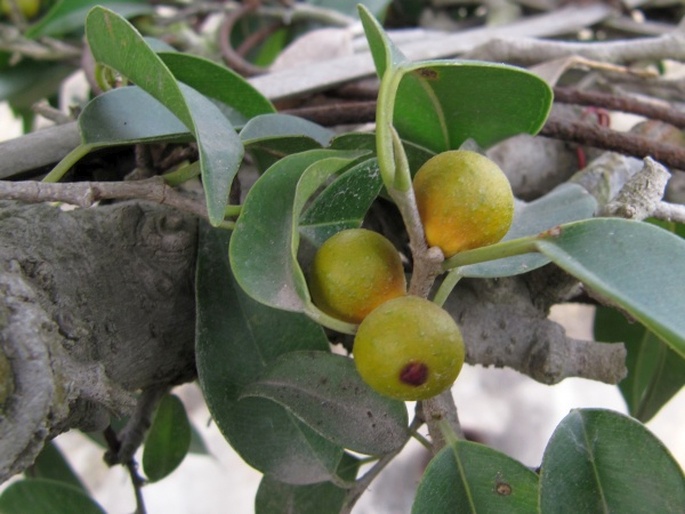 Ficus benjamina