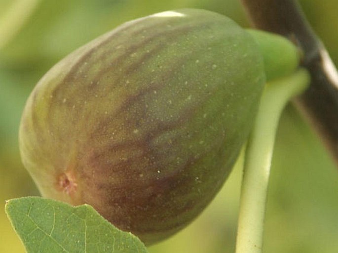 Ficus carica