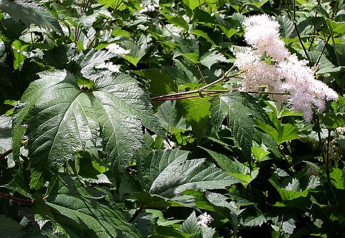 FILIPENDULA KAMTSCHATICA (Pall.) Maxim. – tužebník kamčatský / túžobník