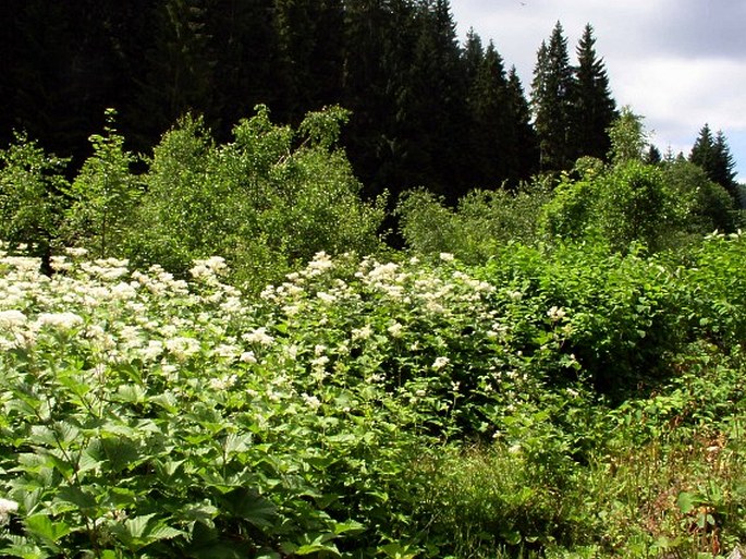 Filipendula kamtschatica