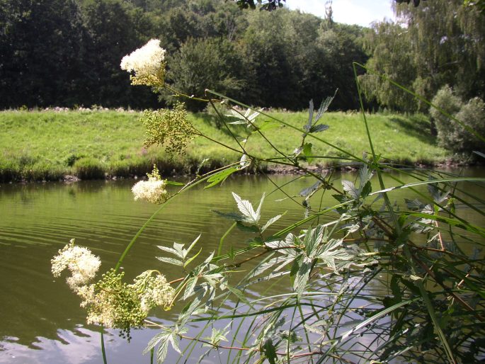 FILIPENDULA ULMARIA (L.) Maxim. – tužebník jilmový / túžobník brestový