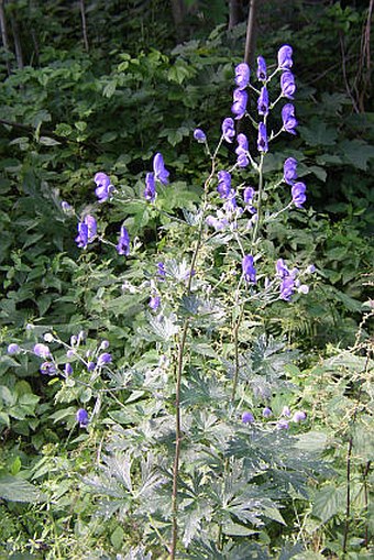 Aconitum firmum moravicum