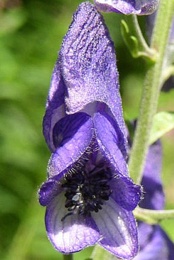 Aconitum firmum moravicum