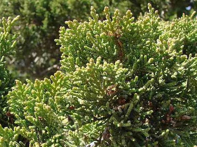 Juniperus foetidissima