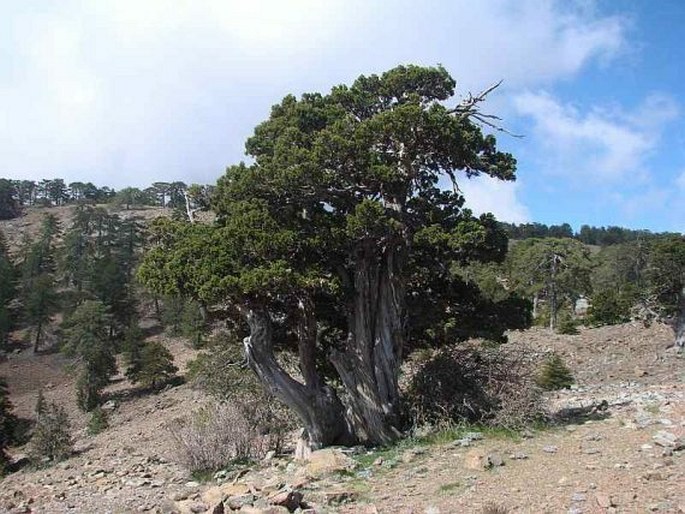 Juniperus foetidissima