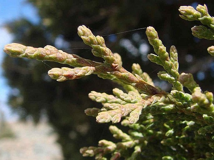 Juniperus foetidissima