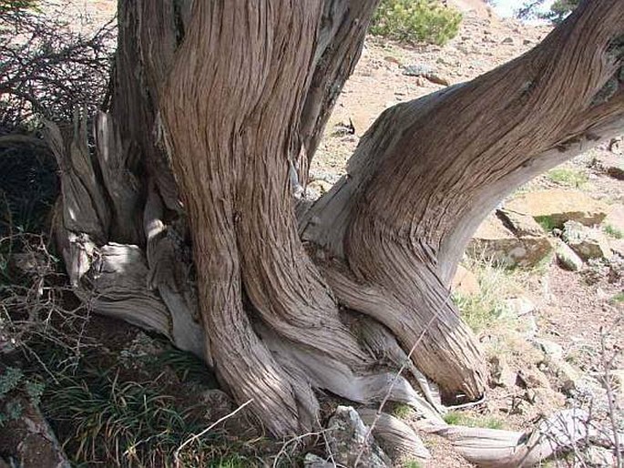 Juniperus foetidissima