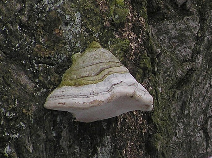 FOMES FOMENTARIUS (L. ex Fr.) Kick. – troudnatec kopytovitý / práchnovec kopytový