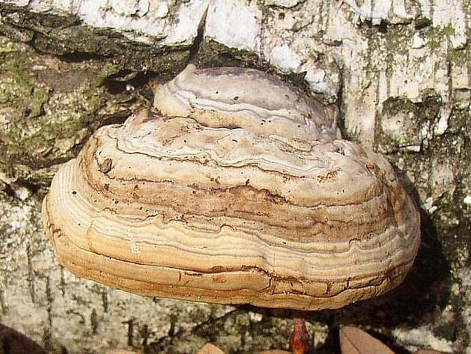 Fomes fomentarius