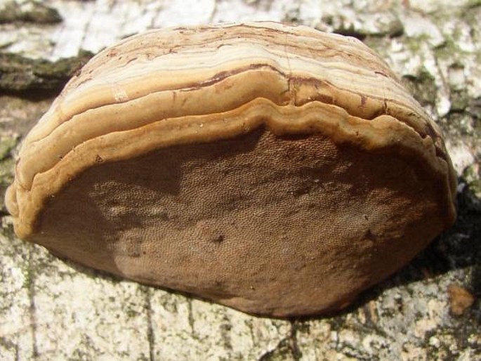 Fomes fomentarius